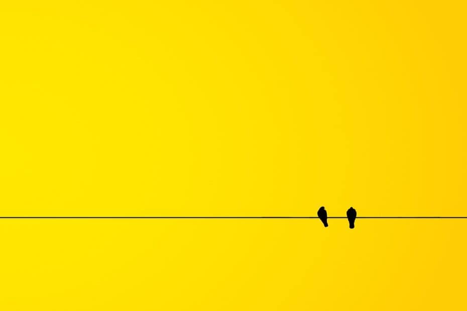 uccelli - minimalismo