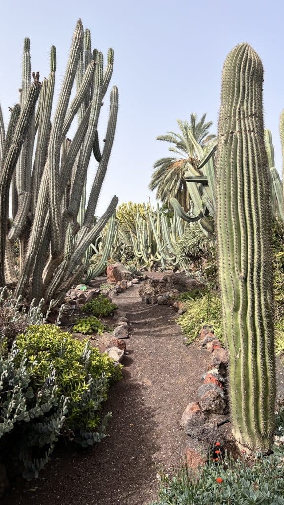 cactus - spine - Fuerteventura